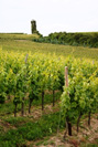 Die Winzerscheune
